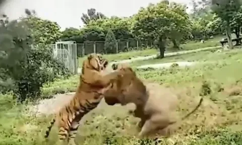 CLIP: Kinh hãi trước màn hỗn chiến của hổ với sư tử và kết quả gay cấn phía sau