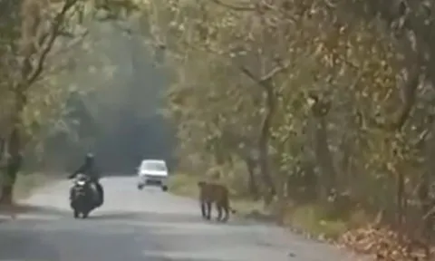 CLIP: Đang di chuyển trên đường bằng xe máy, cặp đôi bị hổ 'chặn đường' và cái kết khiến người xem 'thót tim'