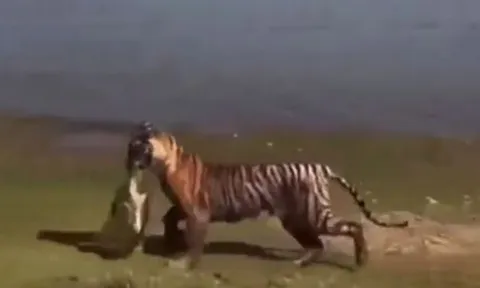 CLIP: Hổ phi thân xuống nước, tóm gọn rùa trong tích tắc