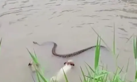 CLIP: Lao xuống nước truy sát trăn gấm, 2 con chó nhà nhận cái kết khó tin