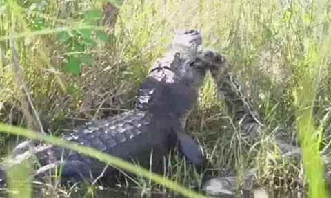 CLIP: Kinh hãi trước cảnh cá sấu khổng lồ mukbang trăn