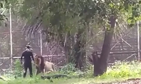 CLIP: Chán đời, nam thanh niên vào chuồng trêu sư tử và cái kết không ai nghĩ là sự thật