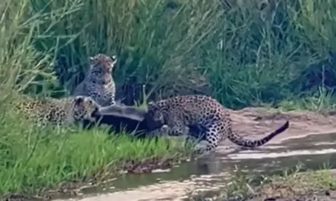 CLIP: Bị ba con báo hoa mai cắn xé, một mình lửng mật cũng đủ làm kẻ đi săn bẽ mặt