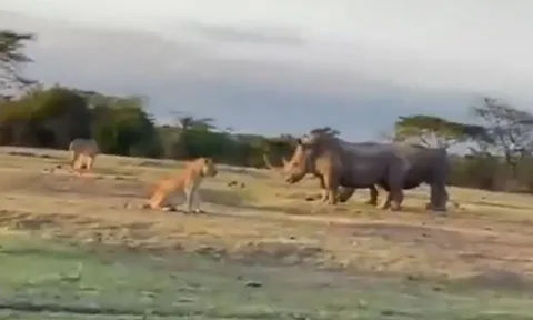 CLIP: Đi săn tê giác, đàn sư tử nhận cái kết bẽ mặt
