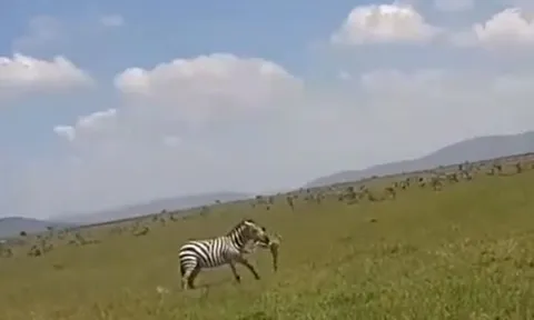 CLIP: Ngựa vằn đực nổi cơn điên, cắn chết con non