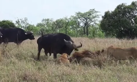CLIP: Thấy đồng loại bị đàn sư tử 'xẻ thịt', trâu rừng lao lại giải cứu và cái kết