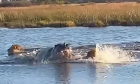 CLIP: Đang bơi qua sông, 3 con sư tử bị hà mã điên cuồng truy sát và cái kết
