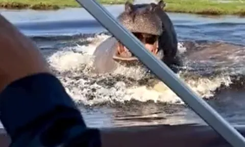 CLIP: Hà mã điên cuồng đuổi theo thuyền của du khách và cái kết 'đau tim'