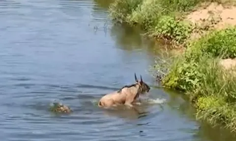 CLIP: Bị cá sấu cắn trúng chân, linh dương đầu bò có cái kết khó tin