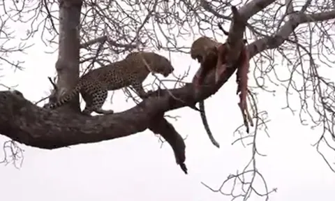 CLIP: Tranh mồi trên cây, 2 con báo hoa mai nếm ngay 'trái đắng'