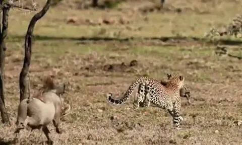 CLIP: Đi săn lợn bướu con, báo hoa mai bị phụ huynh con mồi đuổi cho chạy 'té khói'