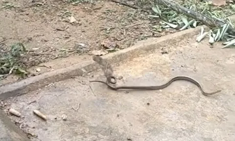 CLIP: Đối đầu với chuột, rắn sọc dưa từ kẻ săn mồi biến thành con mồi