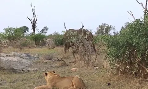 CLIP: Voi hóa 'người hùng', cứu sư tử bị thương khỏi đàn linh cẩu háu đói