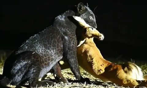 CLIP: Vừa săn được linh dương, báo đen lập tức 'bỏ của chạy lấy người' khi con vật này xuất hiện