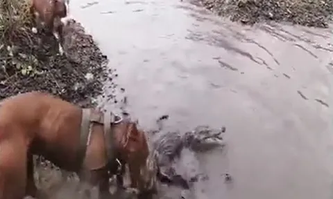 CLIP: Mãn nhãn trước màn tử chiến 'nảy lửa' của chó Pitbull và cá sấu