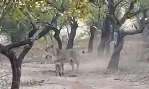 CLIP: Chạm trán chó Pitbull nhỏ bé, sư tử nhận cái kết đáng xấu hổ