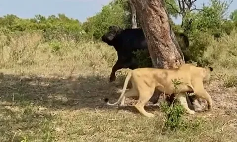 CLIP: Đang nằm nghỉ trưa, đàn sư tử bỗng 'bỏ của chạy lấy người' khi trâu rừng ập tới