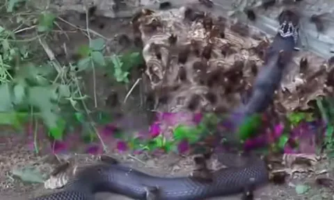 CLIP: Trườn vào tổ ong bắp cày, rắn hổ mang chúa bị 'xẻ thịt' ngay lập tức
