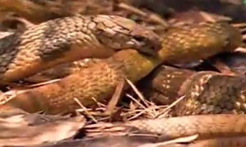 CLIP: Đụng độ rắn hổ mang chúa, rắn săn chuột bị kẻ thù nuốt chửng không thương tiếc