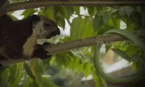 CLIP: Màn tử chiến bất phân thắng bại của rắn lục và sóc