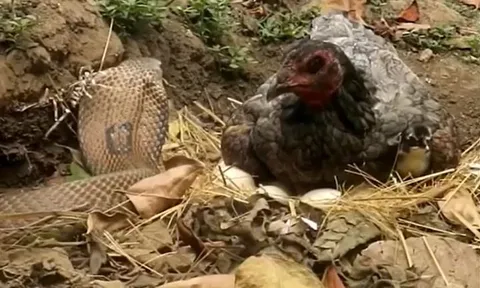 CLIP: Ủ mưu giết gà mẹ để đoạt trứng, rắn hổ mang nhận cái kết 'muối mặt'