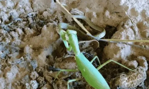 CLIP: Đụng độ bọ ngựa, rắn bị đuổi cho 'chạy té khói'