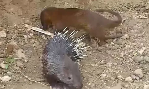 CLIP: Chủ động tấn công nhím, cầy Mangut nhận ngay bài học nhớ đời