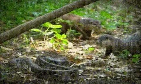 CLIP: Đi lạc vào lãnh thổ của đàn rái cá, trăn vua bị đối thủ 'đánh hội đồng' và cái kết đáng kinh ngạc