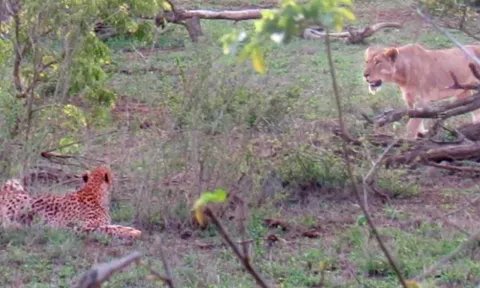 Sư tử cái đơn độc cướp mồi của năm con báo – cuộc chạm trán nghẹt thở giữa những kẻ săn mồi