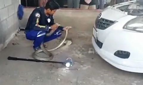 CLIP: Hoảng sợ khi phát hiện rắn hổ mang chúa 'khủng' trong máy ô tô