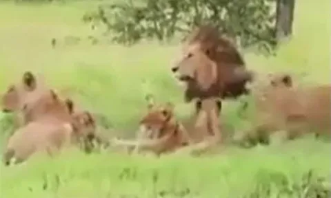 CLIP: Đang nằm nghỉ ngơi, đàn sư tử bỗng co giò bỏ chạy khi con vật to lớn này xuất hiện
