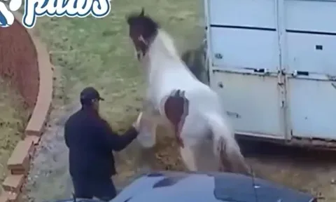 CLIP: Tấn công ngựa, chó Pitbull bị giẫm cho thừa sống thiếu chết