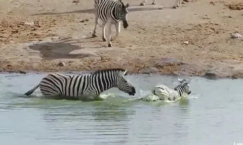 CLIP: Ngựa vằn mẹ trơ mắt nhìn con đực dìm, cắn con non nhưng cái kết mới gây chú ý