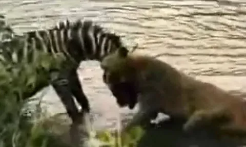 CLIP: Bị sư tử ngoạm trúng cổ, ngựa vằn vẫn dìm kẻ đi săn thừa sống thiếu chết rồi chạy thoát thân