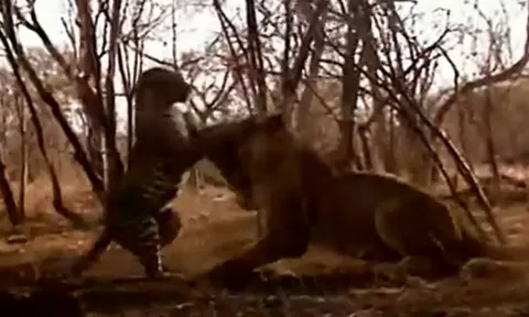 CLIP: Báo hoa mai bất ngờ tập kích sư tử và cái kết khó tin