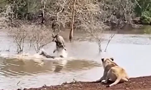 CLIP: Bị cả sư tử lẫn cá sấu truy sát, linh dương đón nhận cái kết không ai ngờ tới