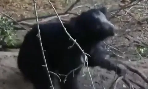 CLIP: Đang uống nước, gấu lợn bị cá sấu tung cú đớp chết chóc và cái kết khó tin