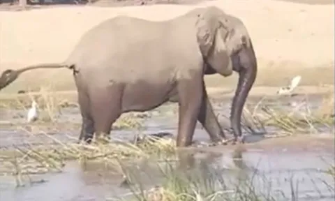 CLIP: Tấn công voi con, cá sấu bị phụ huynh con mồi 'hành' cho thừa sống thiếu chết