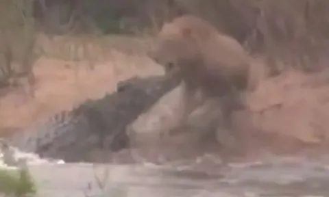 CLIP: Băng qua sông, sư tử liền bị cá sấu truy sát và cái kết khiến người xem 'thót tim'