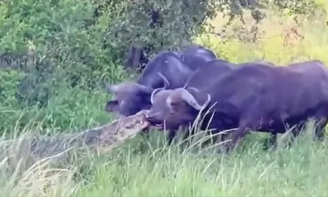 CLIP: Bị cá sấu cắn trũng mõm khi đang uống nước, trâu rừng có màn 'lội ngược dòng' ngoạn mục