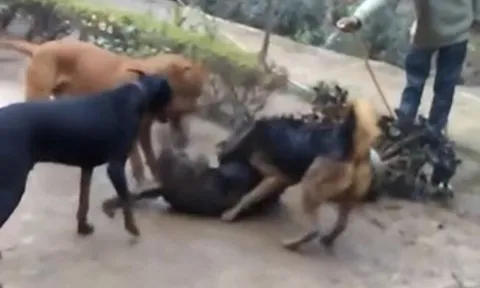 CLIP: Mãn nhãn trước màn tử chiến 'nảy lửa' của Becgie và chó  Rottweiler