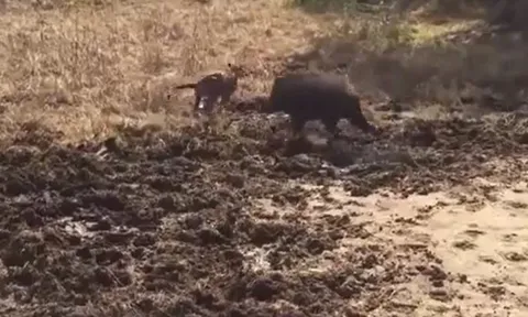 CLIP: Tiếp cận lợn rừng, báo hoa mai bị đuổi cho 'chạy té khói'