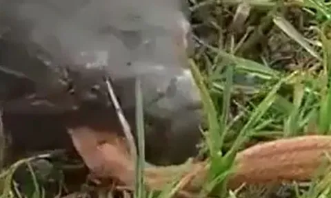 CLIP: Hằm hè dọa rùa, rắn hổ mang bị đối thủ xơi tái ngay lập tức