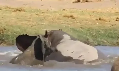CLIP: Cậy mẹ, voi con 'lớn gan' đuổi hà mã khỏi hồ nước