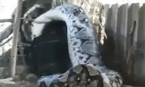 CLIP: Mò vào nhà dân nuốt trộm bò, trăn khổng lồ mắc kẹt trong chuồng