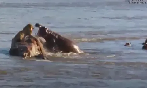 CLIP: Đang nằm trên mỏm đá giữa sông, sư tử bị hà mã truy sát và cái kết