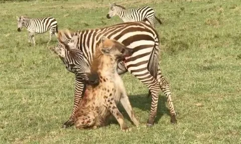 CLIP: Bị linh cẩu tấn công, ngựa vằn đáp trả bằng đòn khó thể ngờ tới