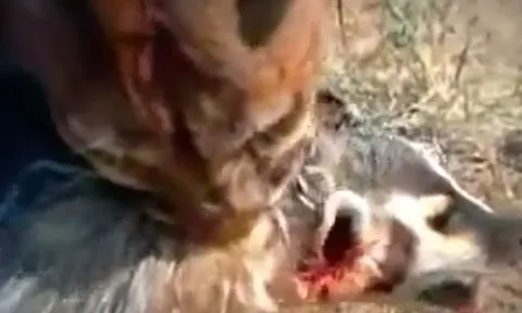 CLIP: Bị báo sư tử cắn cho bị thương nặng, lửng mật vẫn có màn lật kèo đáng ngưỡng mộ