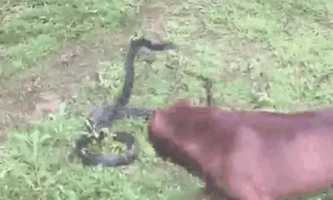 CLIP: Rơi vào 'tay' chó Pitbull, rắn hổ mang chúa nhận cái kết đầy đau đớn