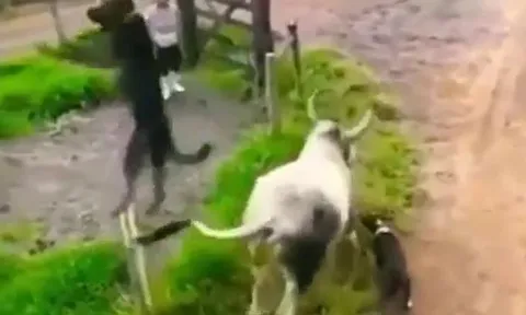 CLIP: Tấn công bò nhà, chó Putbull con bị đá văng, con bị húc bay lên không trung